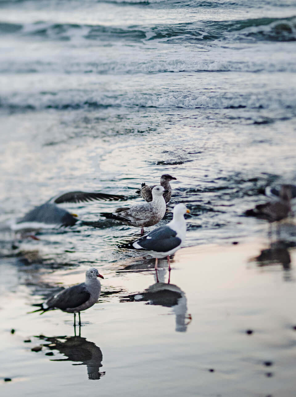 Birds on the beach
